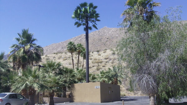 powerful microwave cell tower disguised as a palm tree